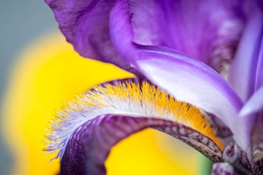Iris 'in makro fotoğrafı. Sarı-mor renk şeması. Tam kare. Botanik kapanışı. Bulanık ve seçici odaklanma