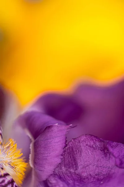 Macro Photo Petals Villi Purple Iris Yellow Blurred Background Spring — Stock Photo, Image