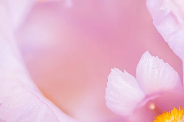 Macro Photo Petals Middle Delicate White Iris Pale Pink Tones — Fotografia de Stock