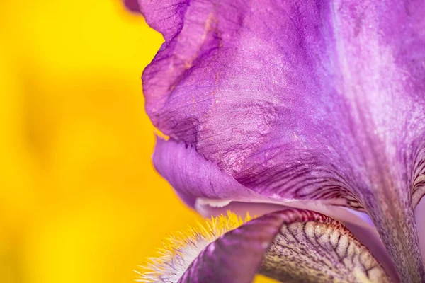 Makro Foto Lila Iris Gul Bakgrund Full Ram Och Kopieringsutrymme — Stockfoto