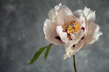 Gri arkaplanda beyaz ağaç şakayığı var. Bulanık ve seçici odaklanma. Aşırı çiçek yakın plan.