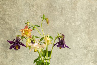 Bulanık arka planda bir buket çiçek. Uzayı kopyala Güzel botanik arka plan. 