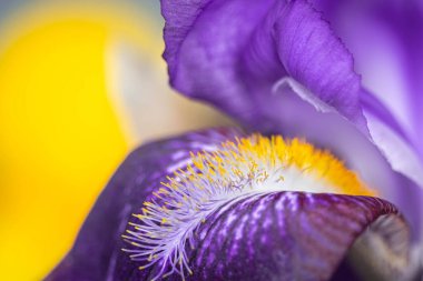 Sarı bulanık arkaplanda mor irisin makro fotoğrafı. Tam kare. Ekstrem Çiçek Yakın plan