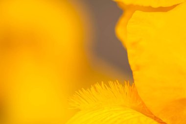 Gri bir arka planda sarı zambaklar ve sarı zambaklar. makro fotoğraf. Bulanık arkaplan ve seçici odak 