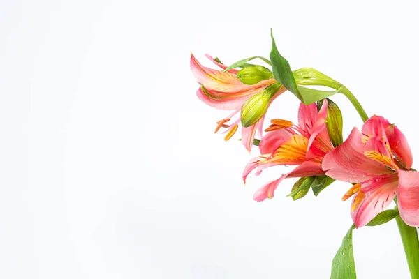 Still Life Colorful Alstroemeria Flowers Close Isolated White Background Extreme — Stock Photo, Image