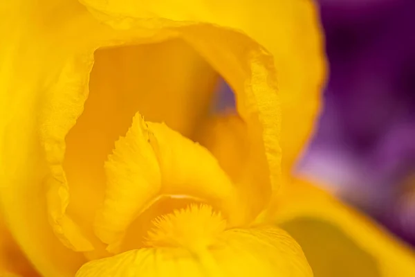Macro Foto Íris Esquema Cores Amarelo Vermelho Arte Fundo Floral — Fotografia de Stock
