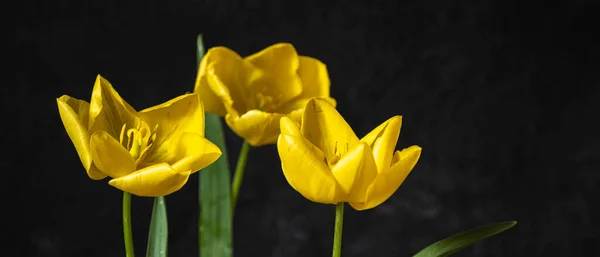Ramo Tulipanes Amarillos Sobre Fondo Negro Desenfoque Enfoque Selectivo Flor — Foto de Stock
