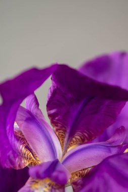 Gri bir arka planda leylak zambağı fotoğrafı. Bulanık ve seçici odaklanma. 