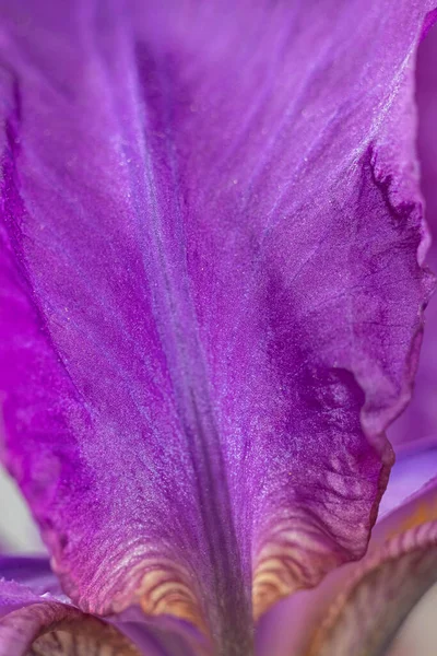 Macro Photo Lilac Iris Gray Background Moody Flora Copy Space — Fotografia de Stock