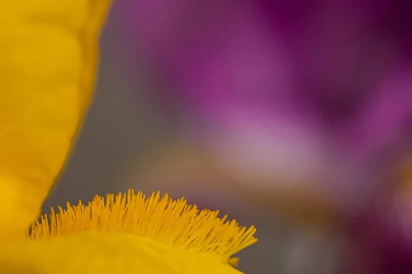 Macro Photo Iris Yellow Red Color Scheme Festive Floral Background — Fotografia de Stock