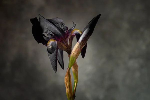 Dim Flowers Violet Irises Black Background Moody Flora Blur Selective — 스톡 사진