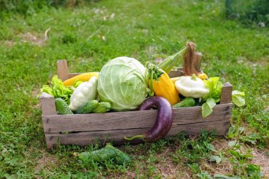 Çimlerin üzerindeki tahta kutuda organik sebzeler. Veganay konsepti. Bulanık ve seçici odaklanma.