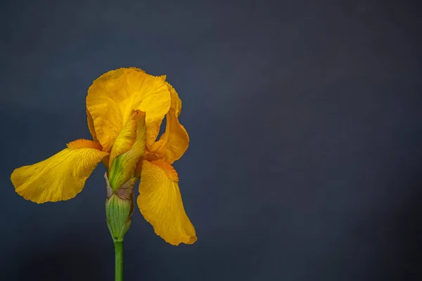 Yellow Irise Gray Background Moody Flora Copy Space — стоковое фото