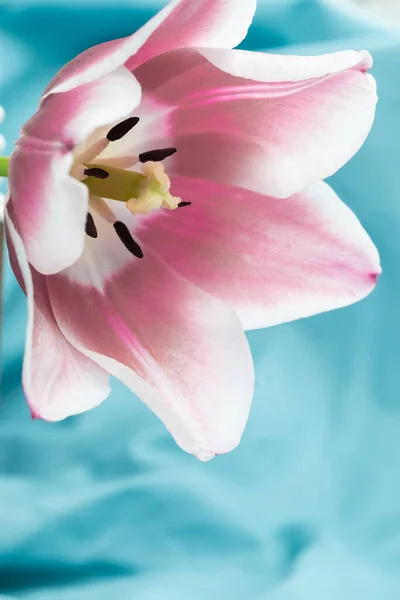 Light Pink Delicate Tulip Blue Background Vertical Photo Copy Space — Zdjęcie stockowe