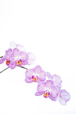 orchid branch lilac Phalaenopsis Arcadia on a white background. blur and selective focus. Copy space.