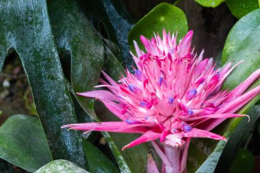 Güzel pembe echmea çiçeği. Bitki dokusu ve deseni.