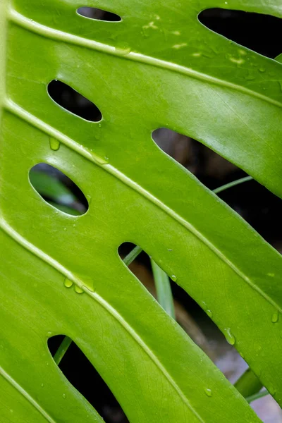 Close up of leaf Swiss Cheese plant. Houseplants in a modern interior. Plant texture and pattern.