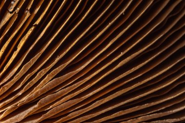 Yaban mantarının iç yüzeyine yakın çekim. Makro doku. Soyut kahverengi makro arkaplan. 