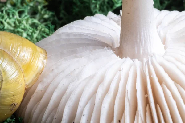 Close Inner Surface Wild Mushroom Blur Selective Focus — Foto Stock