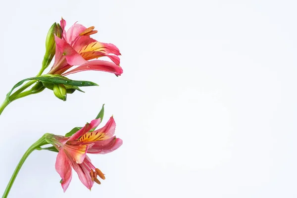 stock image still life. close up two flowers Colorful alstroemeria isolated on white background. Extreme Flower Close-up. Copy space.