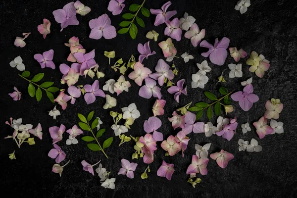 Цветочный Фон Мелких Гортензий Листьев Черном Фоне Вид Сверху Плоский — стоковое фото