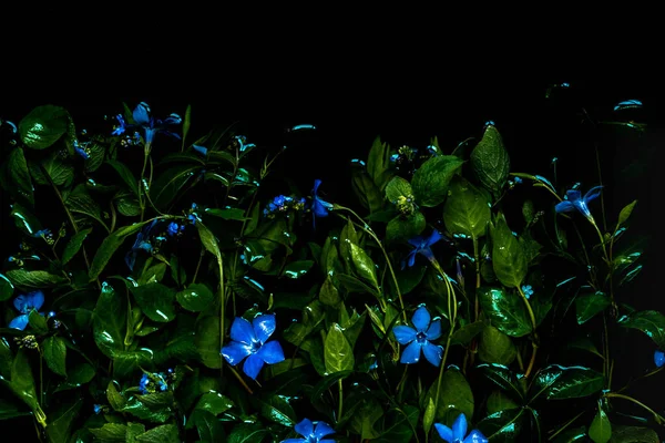 Moody Flora Background Periwinkle Blue Flowers Green Leaves Black Background — Stockfoto