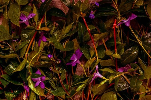 Унылое Растительное Прошлое Periwinkle Темно Розовые Цветы Зеленые Листья Черном — стоковое фото