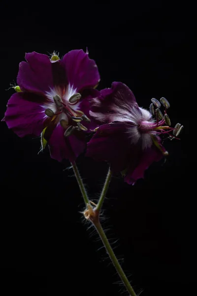 Macro Flowers Field Geranium Dark Red Black Background Photo Low — стоковое фото