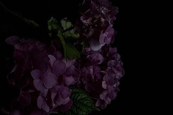 Moody flowers. Purple hydrangea flowers on a black background. Blur and selective focus. Low key photo