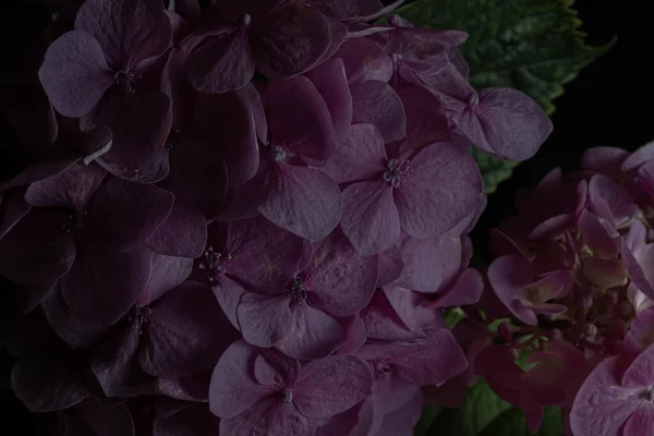 Moody flowers. Close up dark pink hydrangea flowers on a black background. Blur and selective focus. Low key photo