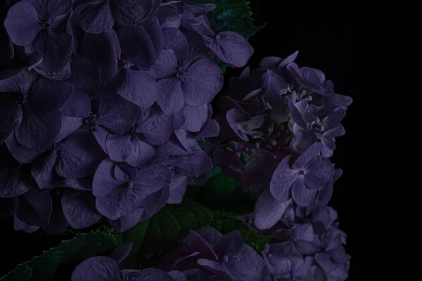 Close up violet hydrangea flowers on a black background. Blur and selective focus. Low key photo. Moody flowers.