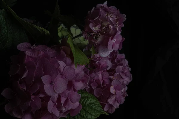 Moody flowers. bouquet of dark lilac roses on a black background. Blur and selective focus. Low key photo