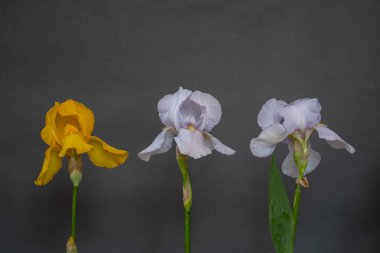 White and yellow irises on a gray background. Moody flora and copy space. 