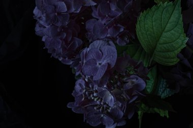 Close up violet hydrangea flowers on a black background. Blur and selective focus. Low key photo. Moody flowers. 