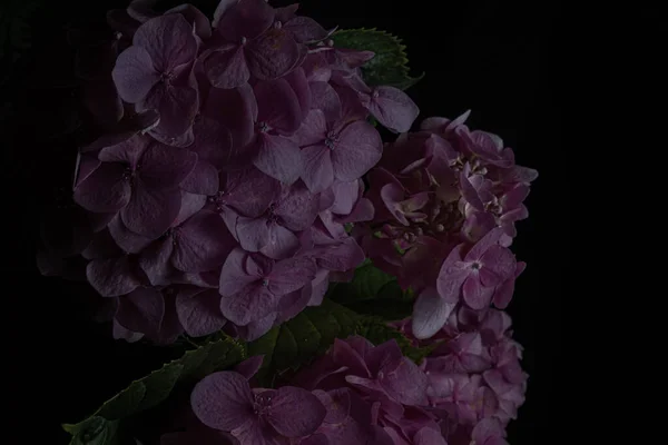 Moody flowers. Dark pink hydrangea flowers on a black background. Blur and selective focus. Low key photo