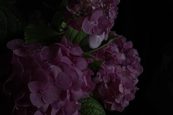 Close up violet hydrangea flowers on a black background. Blur and selective focus. Low key photo. Moody flowers.