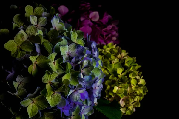Close up multicolored hydrangea flowers on a black background. Blur and selective focus. Low key photo. Moody flowers.