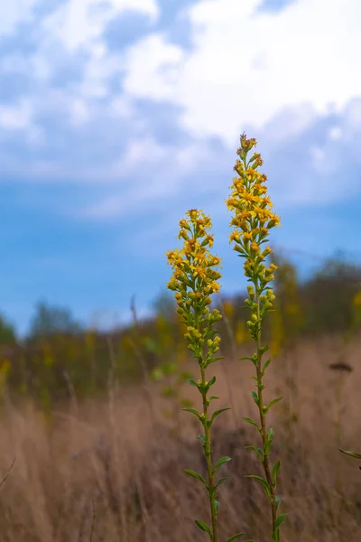 Yellow Flower Goldenrod Ordinary Steppe Background Sky Carpathian Mountains — Stockfoto