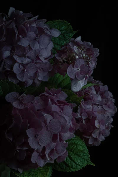 Close up violet hydrangea flowers on a black background. Blur and selective focus. Low key photo. Moody flowers.