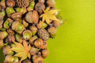 Autumn festive background. Lots of acorns and yellow leaves on an green background. Top view and copy space