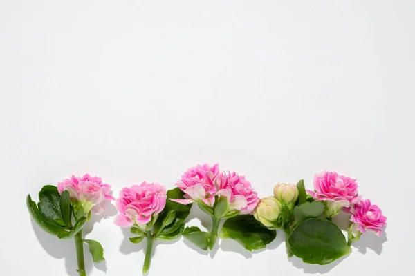 Floral border of pink flowers and Kalanchoe leaves on a white background. Flat lay, top view, copy space