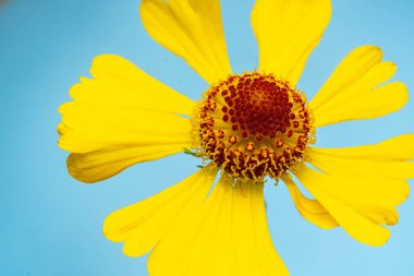 Yellow autumn flower helenium on a blue background close-up. Blur and selective focus.