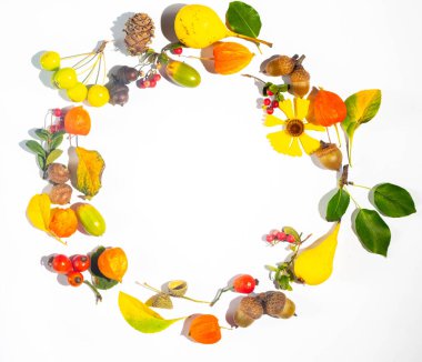 Autumn wreath flat lay. Yellow pear, physalis, cranberries and acorns on a white background. Top view and copy space. Harvest and Thanksgiving concept.