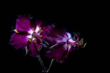 Macro flowers field geranium dark red on a black background. Photo in low key. flower visual, full bloom. Blur and selective focus