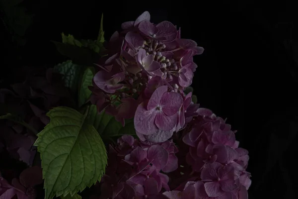 burgundy hydrangea flowers on a black background. Blur and selective focus. Low key photo. Moody flowers.