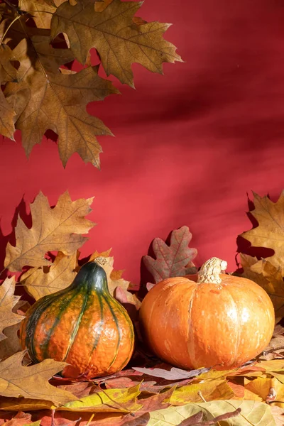 Bodegón Otoño Con Calabazas Naranjas Hojas Otoño Sobre Fondo Naranja —  Fotos de Stock