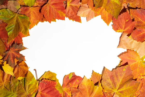 秋は白地に額を残す トップビュー コピースペース — ストック写真