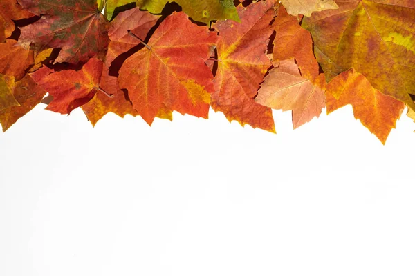 白い背景に明るい秋の葉の上の境界 トップビュー コピースペース — ストック写真