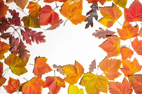 秋は白地に額を残す トップビュー コピースペース — ストック写真