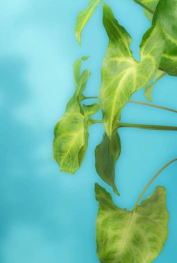 Kapalı alan bitki sengonyumunun yeşil yaprakları. Bulanık fotoğraf. Hikayeler için resimler. Biyofili tasarımı